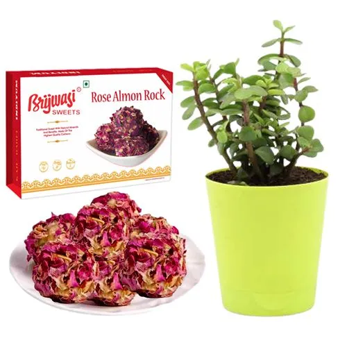 Rose Almon Rock from Brijwasi Sweets with Jade Plant