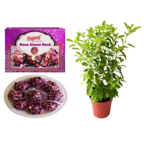 Rose Almon Rock from Brijwasi Sweets with Tulsi Plant