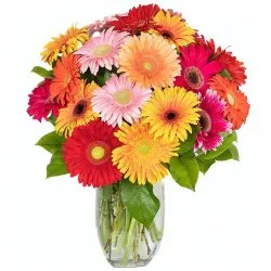 Order online 15 Gerberas in a big Vase