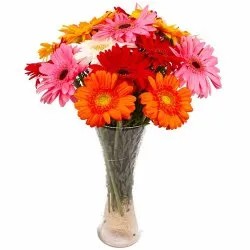 Gorgeous Mixed Gerberas in a Glass Vase