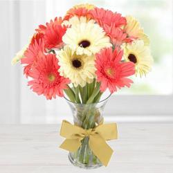 Enigmatic Freshness Gerbera Assemblage Enigmatic Freshness Gerbera Assemblage