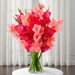 Delicate Pinkish Delight Gladiolus in a Glass Vase