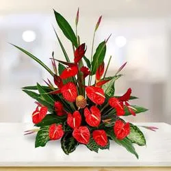 Breathtaking Anthurium n BOP Arrangement