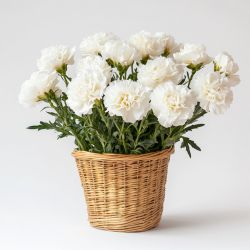 Book White Carnation Basket Online