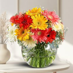 Deliver Assorted Gerberas in Glass Vase Online