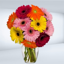 Majestic Glass Vase Display of Colorful Gerberas Majestic Glass Vase Display of Colorful Gerberas