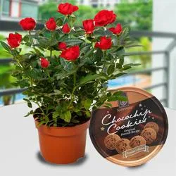 Aesthetic Gift of Red Rose Plant with Cookies