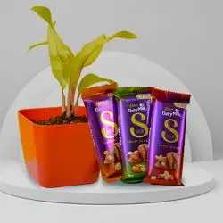 Air Purifying Philodendron Plant n Tempting Chocolate Duo