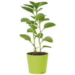 Remedial Ashwagandha Plant in Green Pot