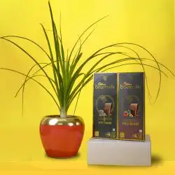 Premium Pony Tail Palm Plant with Chocolaty Treat
