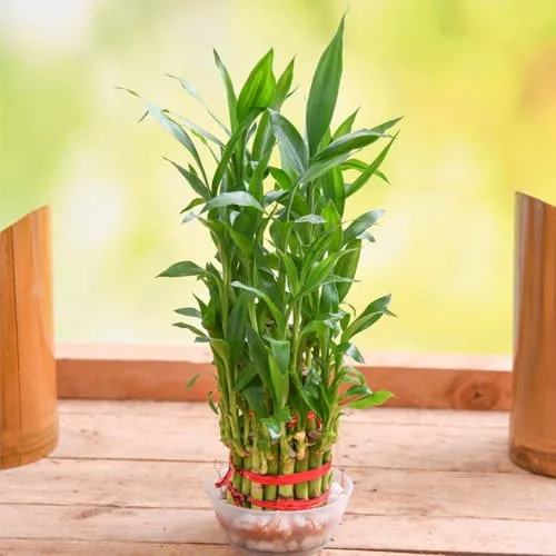 2 Tier Good Luck Bamboo Plant in Glass Pot for Mom