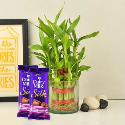 Deliver 2 Tier Bamboo Plant with Cadbury Dairy Milk Silk Chocolates