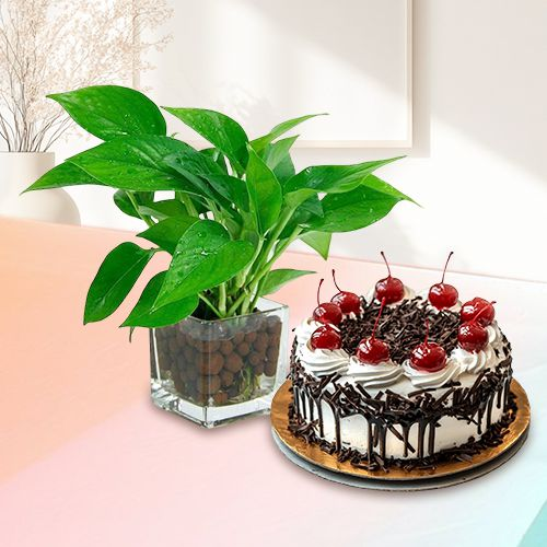 Marvelous Money Plant in Glass Pot with Black Forest Cake