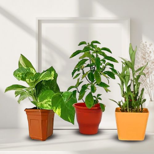 Wonderful Good Luck Plants in Plastic Pots