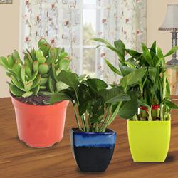 Envoyez des plantes d'intérieur en cadeau en Inde
