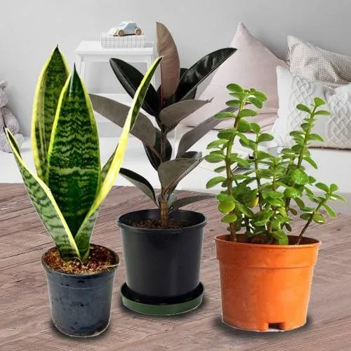 Botanical Three Air Purifying Planter for Mom