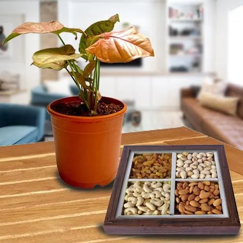 Graceful Syngonium Plant with Assorted Dry Fruits