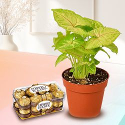 Festive Gift Pack of Potted Syngonium Plant N Chocolates