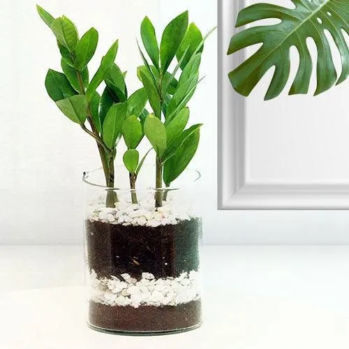 Distinctive Arrangement of Zamia Live Plant in Glass Pot