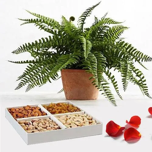 Evergreen Air Purifier Fern Plant with Mixed Dry Fruits