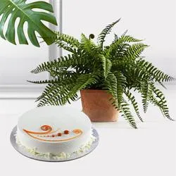Evergreen Indoor Decor Bostern Fern Plant with Cake