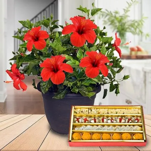 Delightful Moms Special Combo of Hibiscus Plant with Sweets