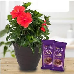Blossom-Filled Hibiscus Flower Plant N Chocolate Duo