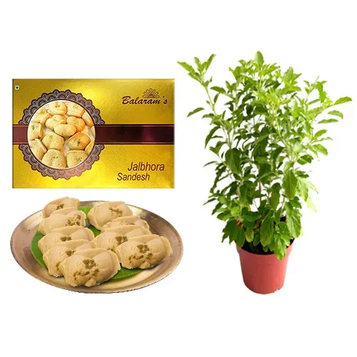 Jolbhora Sandesh from Balaram Mullick with a Tulsi Plant