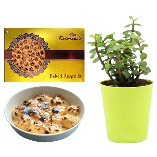 Baked Rasgulla from Balaram Mullick with Jade Plant