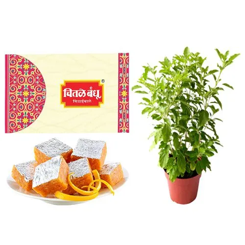 Orange Masti from Chitale Bandhu Mithaiwale with a Tulsi Plant