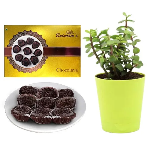Chocolava from Balaram Mullick with a Jade Plant