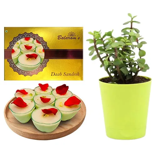 Daab Sandesh from Balaram Mullick with Jade Plant
