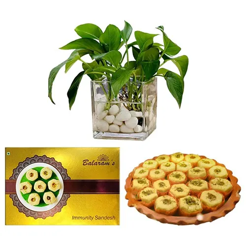 Immunity Sandesh from Balaram Mullick with Money Plant