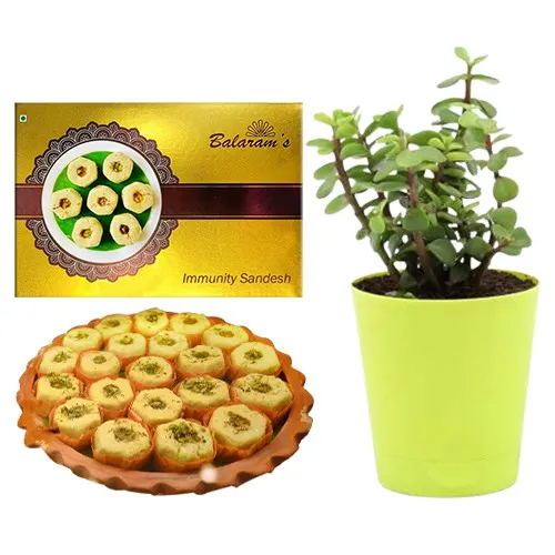Immunity Sandesh from Balaram Mullick with Jade Plant