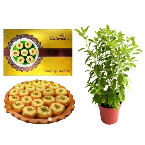 Immunity Sandesh from Balaram Mullick with Tulsi Plant