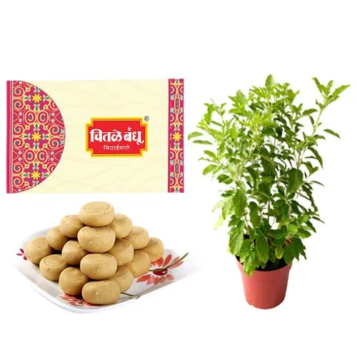 Sakhari Pedha from Chitale Bandhu Mithaiwale with a Tulsi Plant	