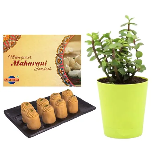 Nolen Gurer Maharani Sandesh from Ganguram with Jade Plant