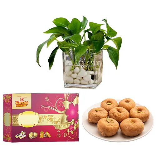 Balushahi from Karachi Sweet Mart with a Money Plant in glass pot