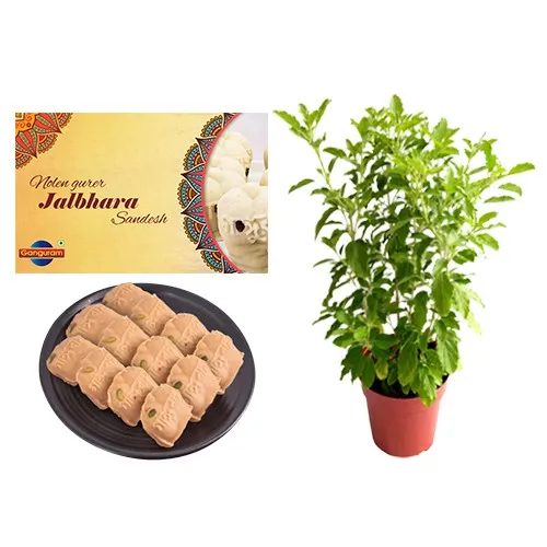 Nolen Gurer Jalbhara Sandesh from Ganguram with Tulsi Plant