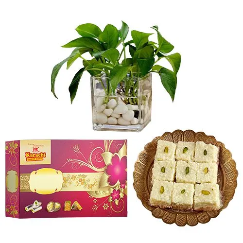 Malai Barfi from Karachi Sweet Mart with a Money Plant in Glass Pot