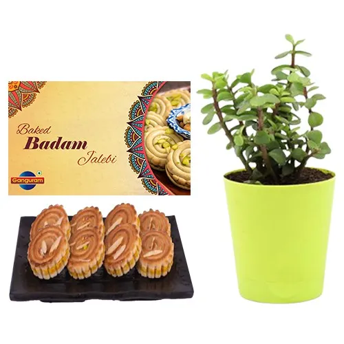 Baked Badam Jalebi from Ganguram with a Jade Plant