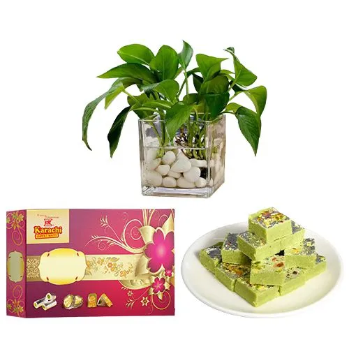Pista Barfi from Karachi Sweet Mart with a Money Plant in Glass Pot