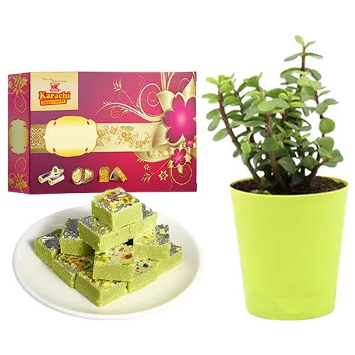 Pista Barfi from Karachi Sweet Mart with a Jade Plant in Plastic Pot
