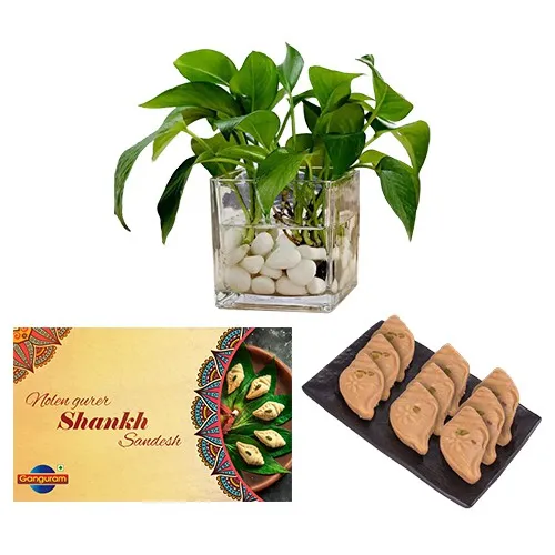 Nolen Gurer Shankh Sandesh from Ganguram with Money Plant