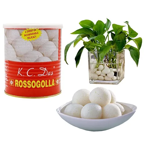 Canned Rossogolla from K.C.Das with Money Plant