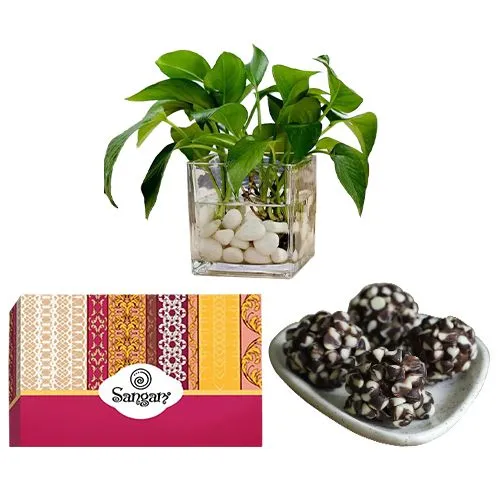 Kaju Chocotwin from Sangam Sweets with a Money Plant in Glass Pot