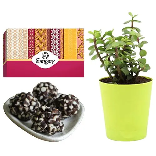 Kaju Chocotwin from Sangam Sweets with a Jade Plant in Plastic Pot