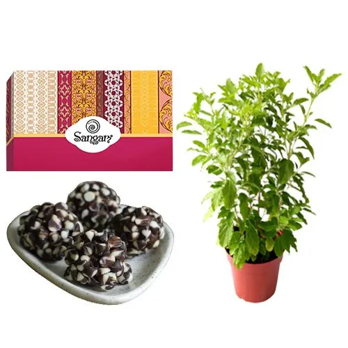 Kaju Chocotwin from Sangam Sweets with a Tulsi Plant	