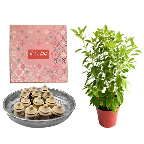 Amrita Kumbha from K.C.Das with Tulsi Plant