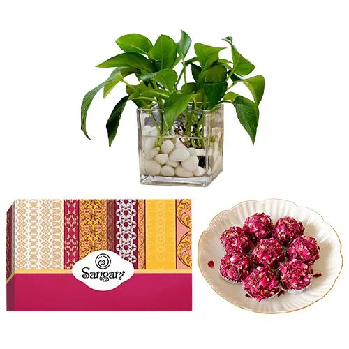 Kaju Rose Laddu from Sangam Sweets with a Money Plant in Glass Pot
